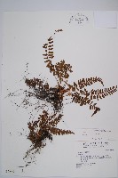 藏品(紅苞蹄蓋蕨)的圖片