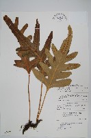 藏品(海岸星蕨)的圖片