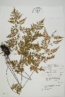 藏品(大黑柄鐵角蕨、黃鱗鐵角蕨、大羽鐵角蕨)的圖片