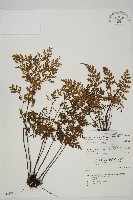 藏品(大黑柄鐵角蕨、黃鱗鐵角蕨、大羽鐵角蕨)的圖片