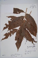 藏品(尾葉實蕨)的圖片