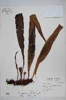 藏品(星蕨)的圖片