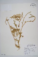 藏品(過山龍)的圖片