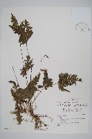 藏品(二形鳳尾蕨)的圖片