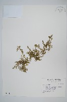 藏品(膜葉卷柏)的圖片