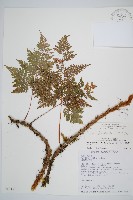 藏品(海州骨碎補)的圖片