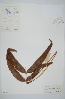 藏品(竹葉蕨)的圖片