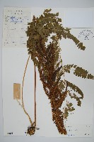 藏品(弧脈鳳尾蕨)的圖片