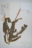 藏品(新月蕨)的圖片