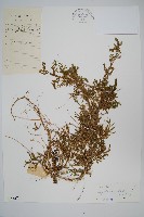 藏品(糙葉卷柏)的圖片