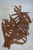 藏品(崖薑蕨)的圖片