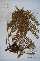 藏品(哈氏假複葉耳蕨)的圖片