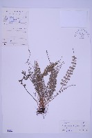 藏品(長生鐵角蕨)的圖片