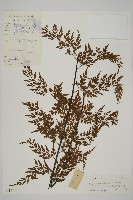 藏品(大黑柄鐵角蕨、黃鱗鐵角蕨、大羽鐵角蕨)的圖片