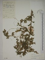 藏品(生根卷柏)的圖片