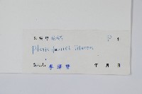 藏品(傅氏鳳尾蕨)的圖片