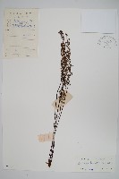 藏品(薄葉碎米蕨)的圖片