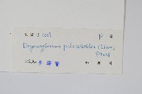 藏品(抱樹蓮)的圖片
