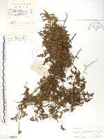 藏品(海金沙)的圖片