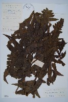 藏品(毛柄短腸蕨)的圖片