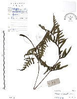 藏品(半邊羽裂鳳尾蕨)的圖片