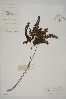 藏品(扇葉鐵線蕨)的圖片