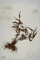 藏品(鐮葉鐵角蕨)的圖片