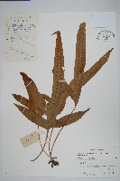 藏品(海岸擬茀蕨、海岸星蕨)的圖片