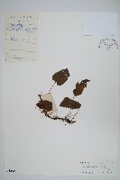 藏品(心葉薄唇蕨)的圖片