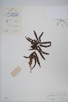 藏品(毛蕨)的圖片