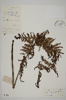藏品(海南肋毛蕨)的圖片