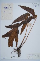 藏品(細柄雙蓋蕨)的圖片