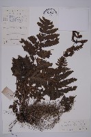 藏品(光葉軸脈蕨)的圖片