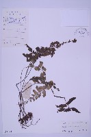 藏品(綠柄剪葉鐵角蕨)的圖片