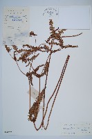 藏品(芒萁)的圖片