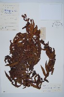 藏品(黑桫蕨)的圖片