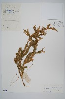 藏品(海南卷柏)的圖片