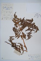 藏品(蕨)的圖片