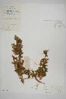 藏品(糙葉卷柏)的圖片