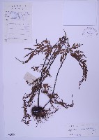 藏品(黑鱗鐵角蕨、假大羽鐵角蕨、大羽鐵角蕨)的圖片