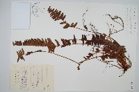 藏品(腎蕨)的圖片