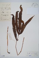 藏品(崇澍蕨)的圖片