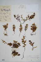 藏品(蕗蕨)的圖片