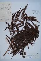 藏品(金狗毛蕨)的圖片