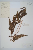 藏品(中華複葉耳蕨)的圖片