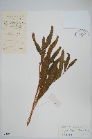 藏品(橢圓線蕨)的圖片