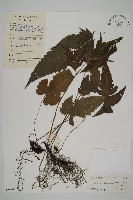 藏品(三叉蕨)的圖片