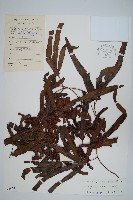 藏品(掌葉海金沙)的圖片