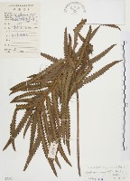 藏品(鐵毛蕨、毛蕨)的圖片