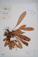 藏品(瓊崖舌蕨)的圖片